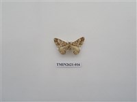 藏品(尺蛾141)的圖片